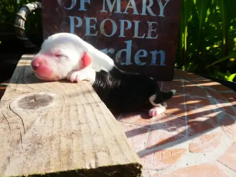 Bobtail  Chiot 5 Of Mary People