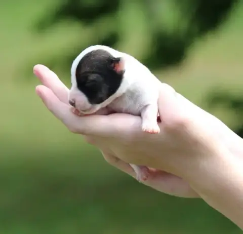 Jack Russell Terrier  Chiot 3 Des Crocs De Heurtevent 0221e