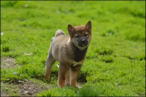 Shiba  Chiot 1 De L'Empire Des Samouraïs photo 2