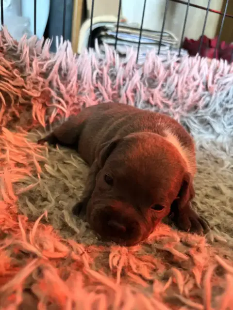 Staffordshire Bull Terrier  Blueboy Du Pirasset