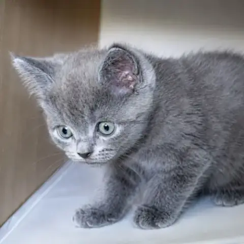Superbe Male Maine Coon X Exotic Shorthair