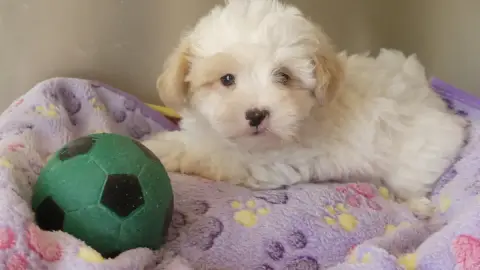 Adopter Coton De Tulear 
                        Chiot N°2 Du d92d1