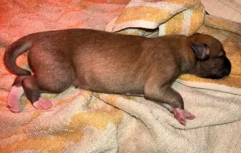Whippet  Chiot 3 Du Haras Eclair Horside'Whip