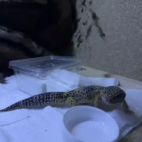 Gecko