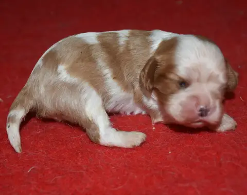 Cavalier King Charles Spaniel  Beth De La Combe Berai d9ca8 photo 3