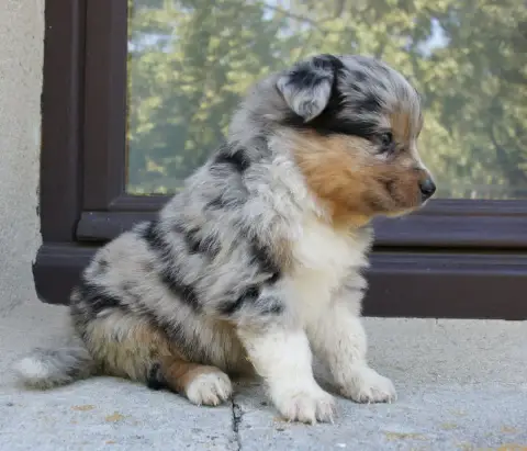 Berger Australien  Chiot N°4 Des Assards De Pierregou 10e0e