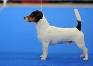 Jack Russell Terrier  Chiot 3 Du Giron photo 3