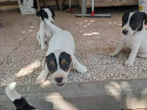 Parson Russell Terrier  Chiot N°4 Budawang photo 2