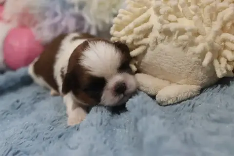 Shih Tzu  Boys De La Ferme Des Mottes photo 2