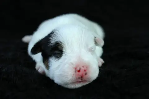 Parson Russell Terrier  Chiot 4 Des Very Important Pa f302a photo 2