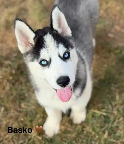 Siberian Husky 
                        Basko De La P bcd5f