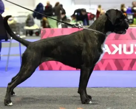Boxer  Bellina De La Croix De Cazeneuve photo 3