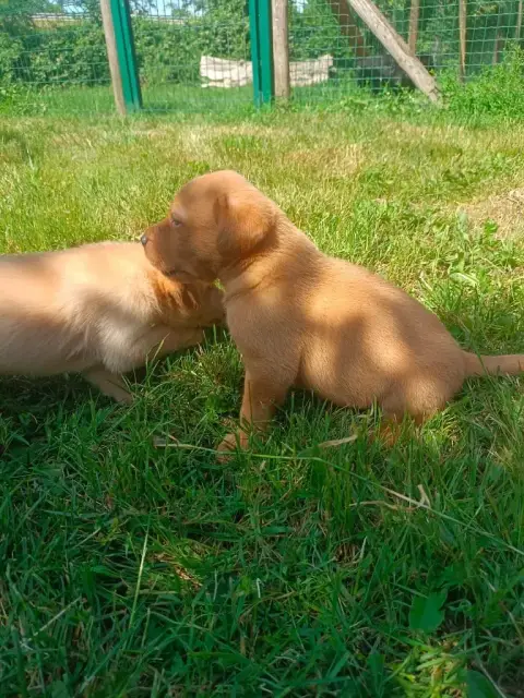Labrador Retriever  Chiot N°1 Des Pres Flamands