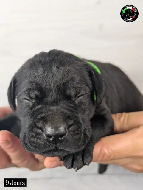 Cane Corso 
                        Collier Vert Fluo 7077d photo 2