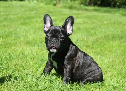 Bouledogue Français  Benji photo 2