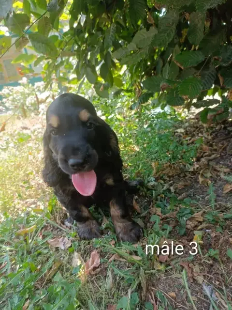 Cocker Spaniel Anglais  Chiot N°3 Des Pres Flamands 04892 photo 2