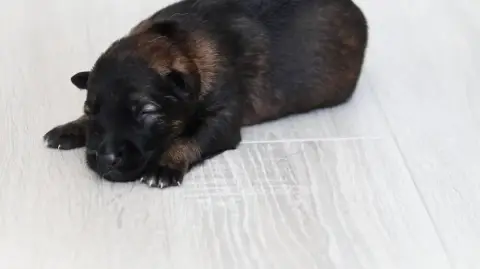 Berger Allemand  Chiot N°6 Au Royaume D'Une Nuit Etoi e74c0 photo 2