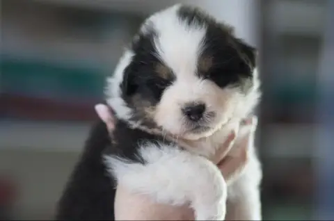 Berger Australien  Chiot 5 Bambi photo 2