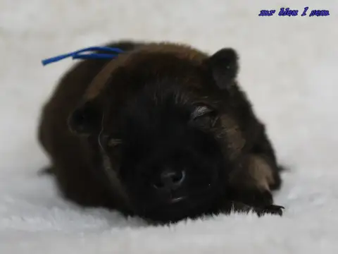 Eurasier  Chiot 5 Des Legendes De Retz photo 3