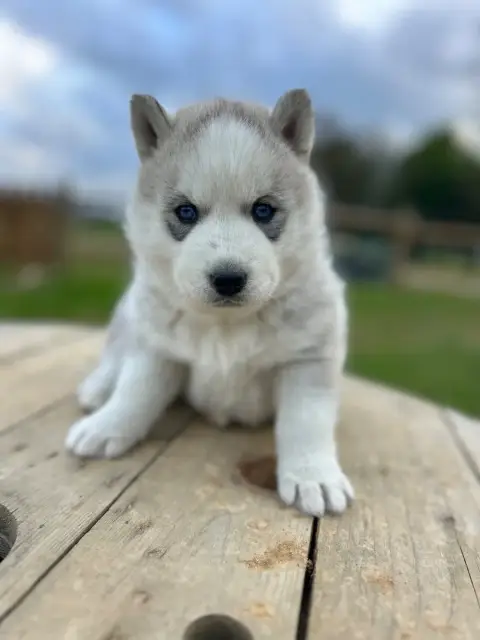 Siberian Husky  Chiot 3 Du Domaine Pacifique
