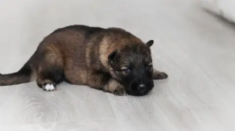 Berger Allemand  Chiot N°8 Au Royaume D'Une Nuit Etoi 82461 photo 3