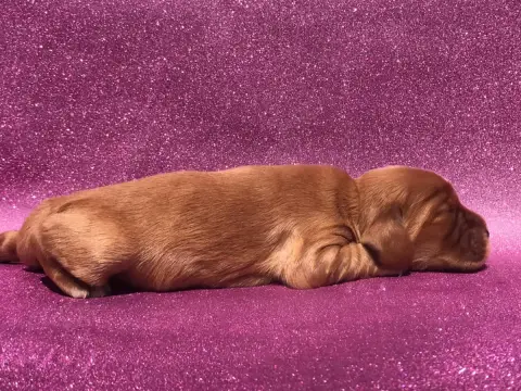 Cocker Spaniel Anglais