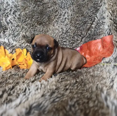 Staffordshire Bull Terrier  Chiot N°1 Of Secret'S Sou 742e0