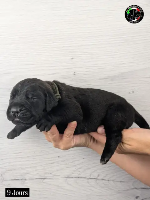 Cane Corso 
                        Collier Vert Armé 50aca photo 3