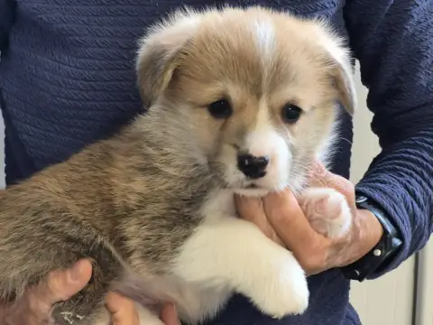Welsh Corgi Pembroke  B... De Paline