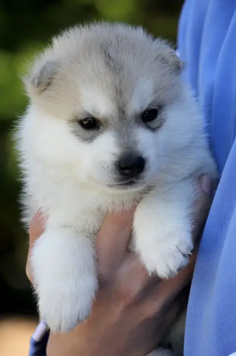 Siberian Husky photo 3