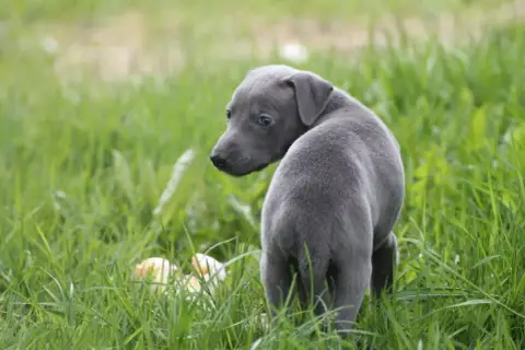 Whippet photo 2