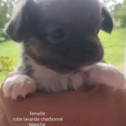 Chiots Chihuahua Poils Longs Femelles