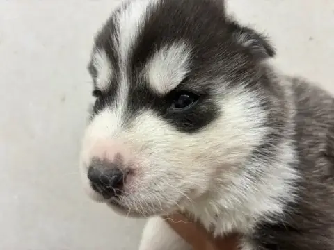 Siberian Husky photo 3