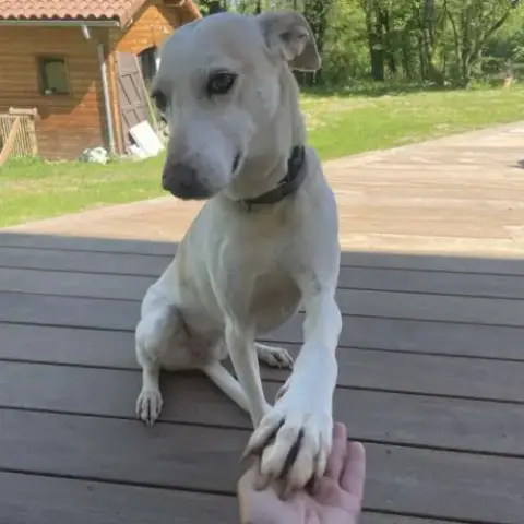 Sisuca, 7 Ans, Adorable Chienne Facile À Vivre