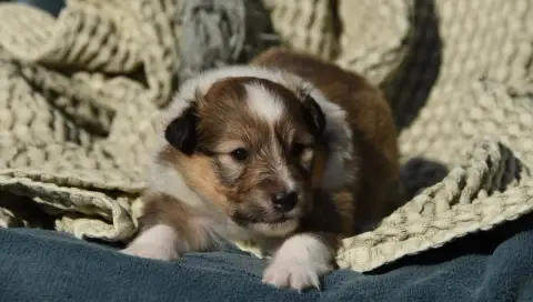 Shetland Sheepdog  Chiot N°5 Des Collines De Sagne photo 3