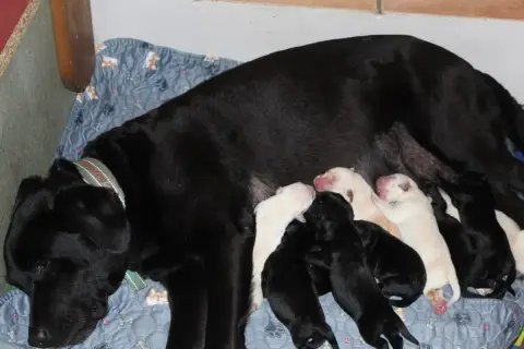 Labrador Retriever  Chiot 3 Les Constellations Du Coe 58859