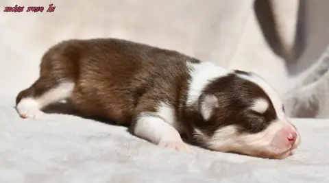 Laika De Iakoutie  Chiot 3 Des Legendes De Retz photo 2