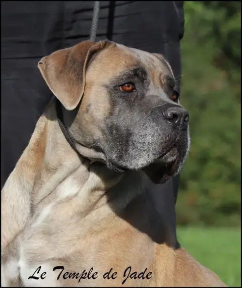 Cane Corso  Collier Orange I Have A Dream photo 3