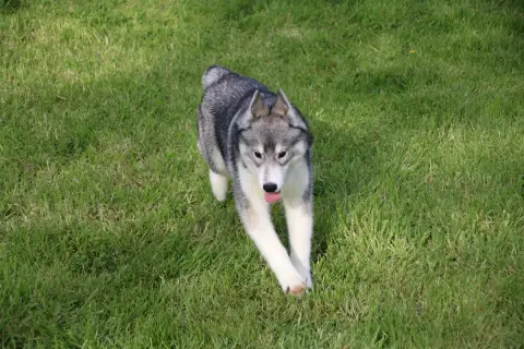 Siberian Husky  M2 Collier Orange Des Legendes Du Tri c94d8 photo 2