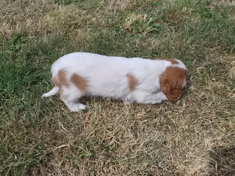 Cavalier King Charles Spaniel  Biscotte De Paline photo 3