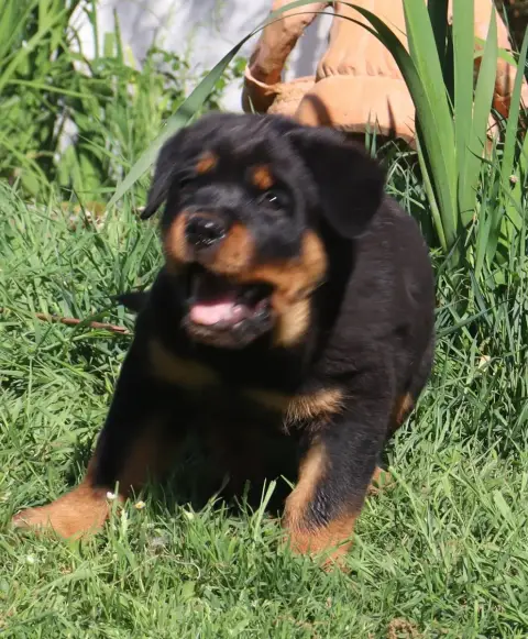 Rottweiler  Boomer De La Licorne Noire photo 3