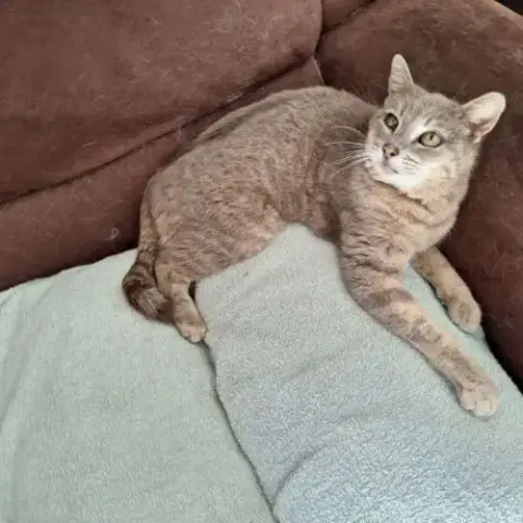 Chatte Ysis