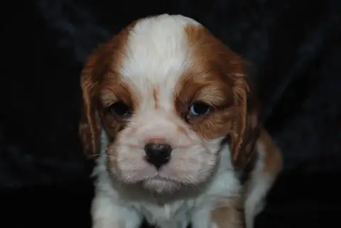 Cavalier King Charles Spaniel  Bella De La Colline Au 39386 photo 3