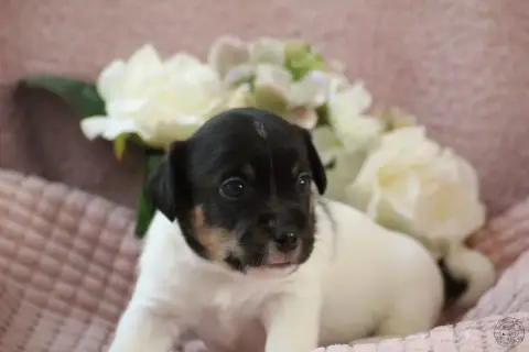 Jack Russell Terrier  Bb6-