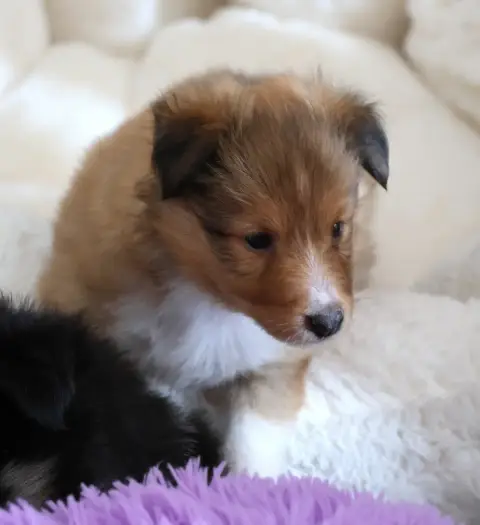 Shetland Sheepdog 
                        Chiot N°5  1a9d3 photo 2