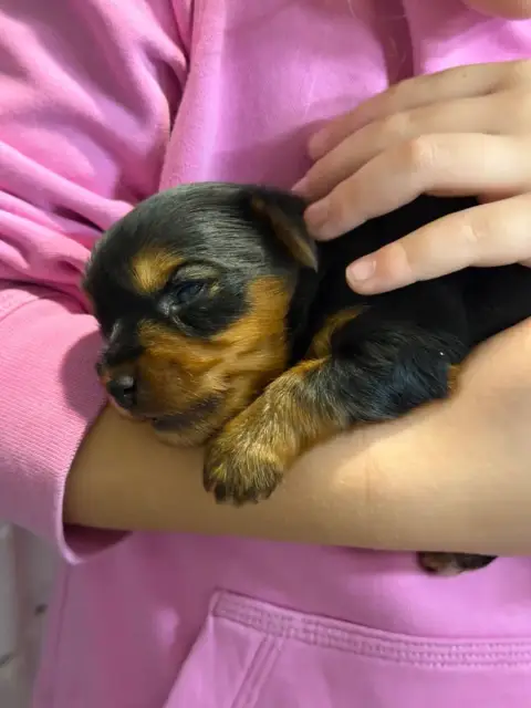 Yorkshire Terrier photo 3