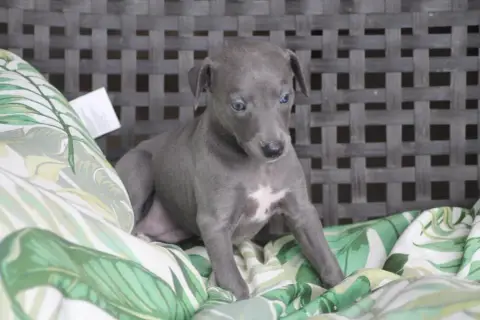 Whippet photo 2