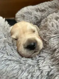 Golden Retriever  Mr Jaune Vaccae
