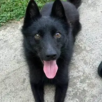 Chien Aiko À L Adoption