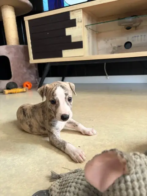 Whippet 
                        Chiot N°1 Des Soft M 3071a photo 3